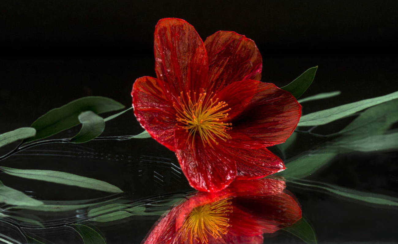 E se dalla plastica nascessero i fiori… ?