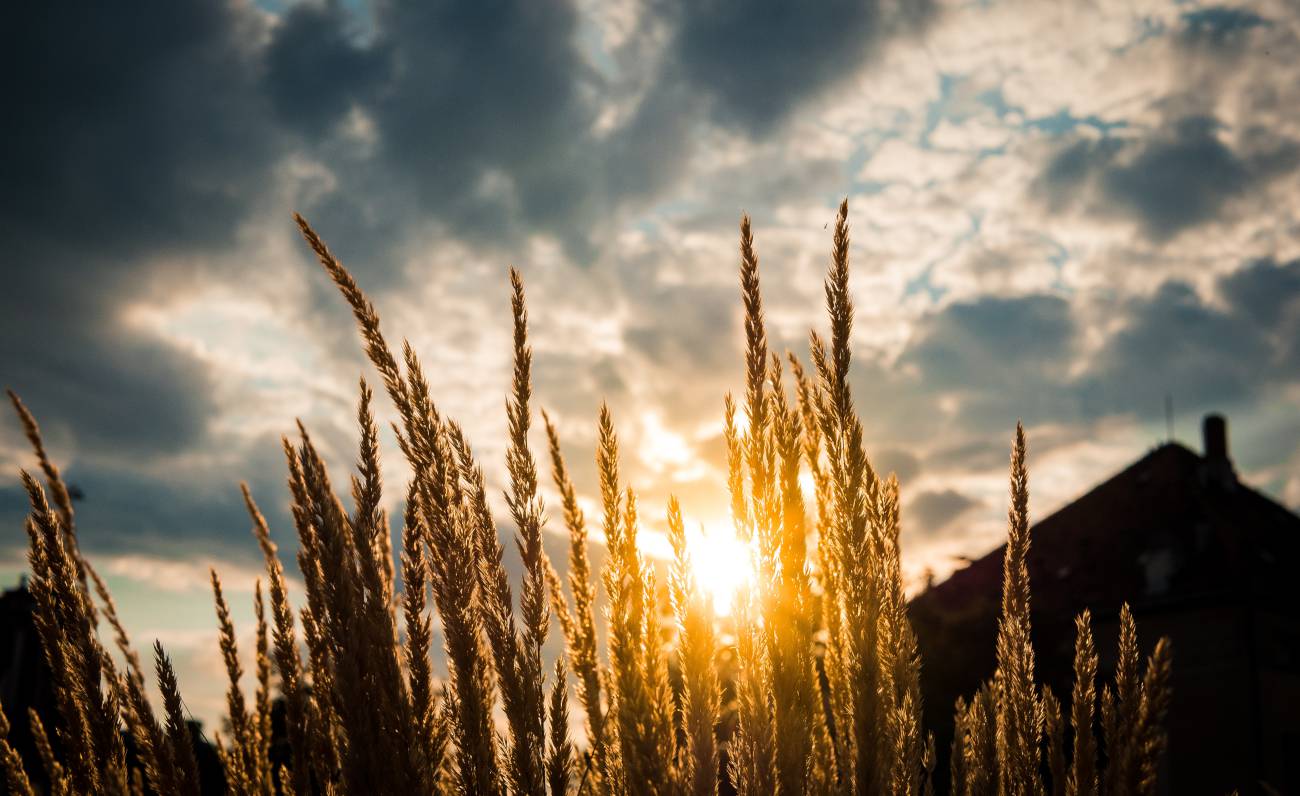Il grano del Senatore: una battaglia infinita