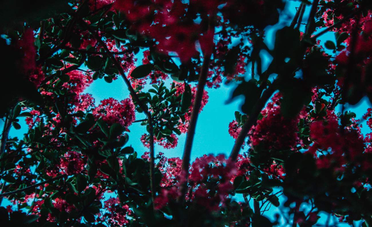 L’edizione della rinascita