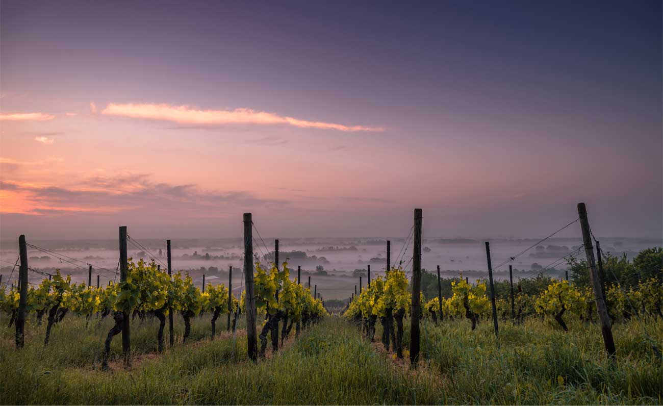 Moscato di Sorso-Sennori, una festa per i suoi 50 anni
