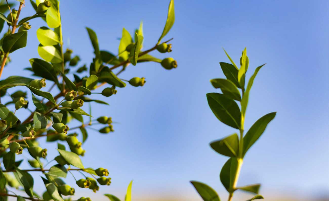 Mirtò e Rally Costa Smeralda insieme per la valorizzazione di borghi sardi