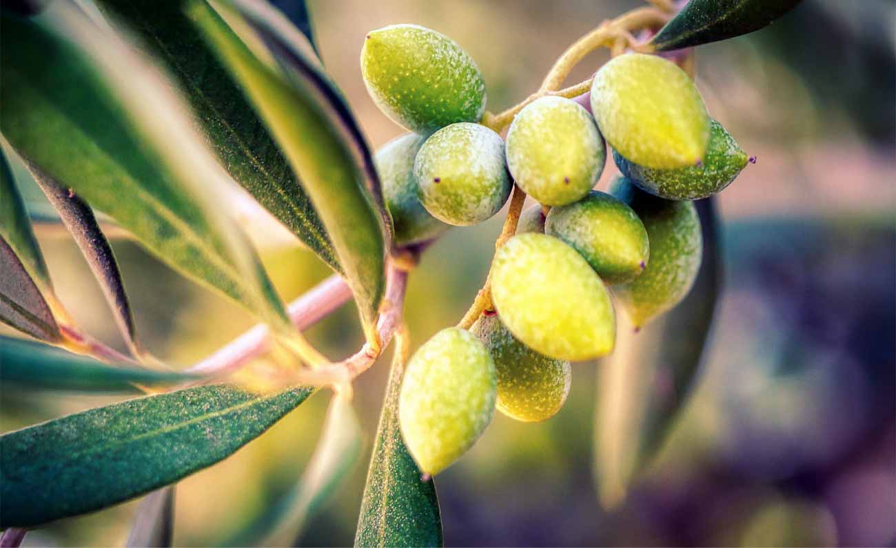 Agricoltura100, premiata l’azienda agricola Manca