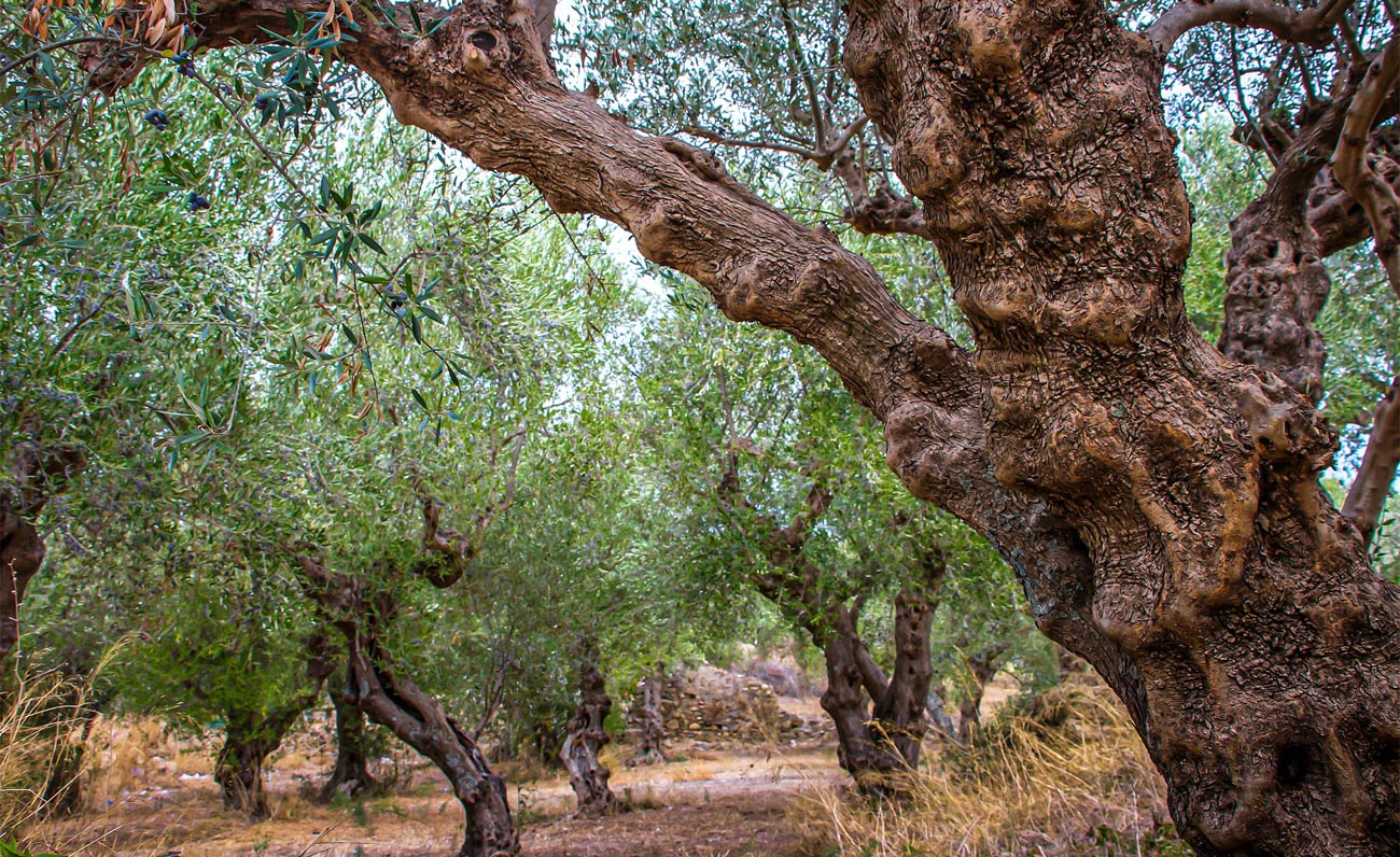 Tre Foglie 2022, gli oli della Sardegna di Gambero Rosso