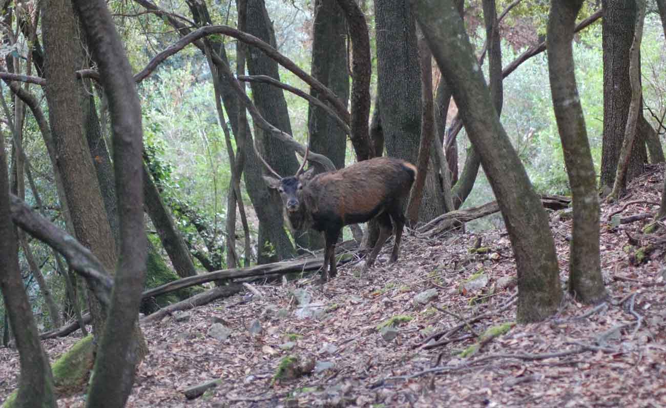 Più di trentamila firme per salvare il cervo sardo
