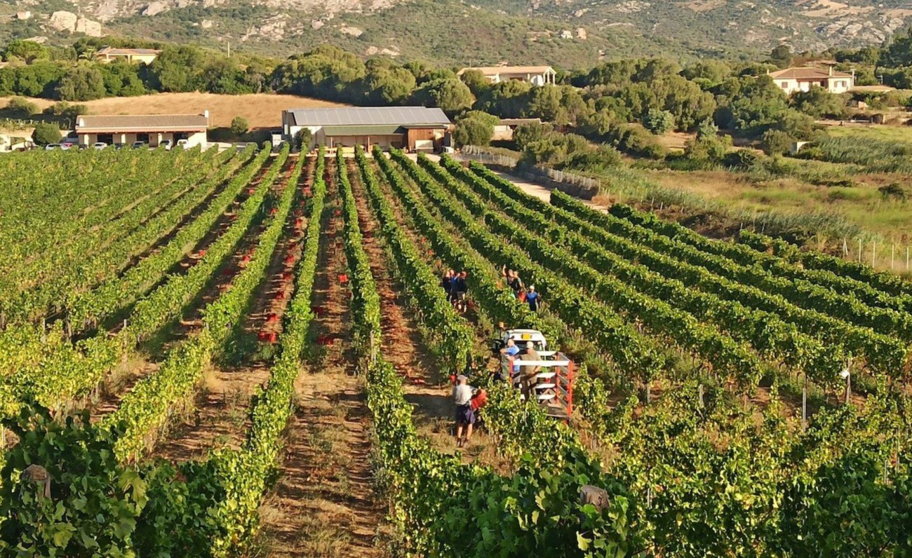 «Un vino rosa tenue con sfumature corallo», ecco l’ultimo nato in casa Surrau