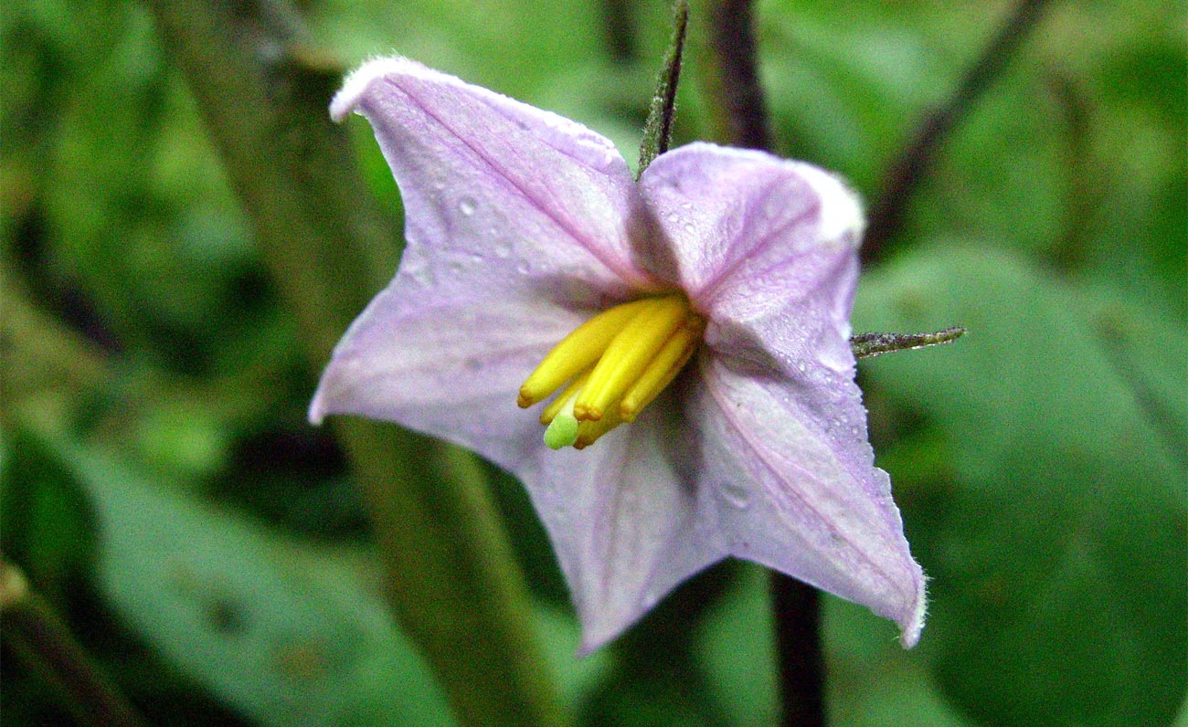 Il super food a portata di tutti? La meravigliosa melanzana