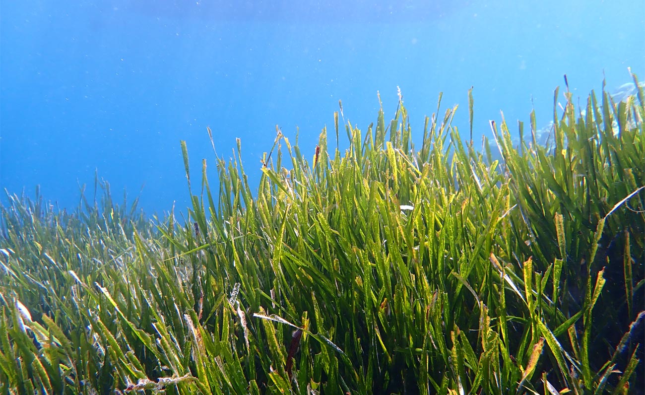L’importanza della posidonia, l’”erba di Nettuno”