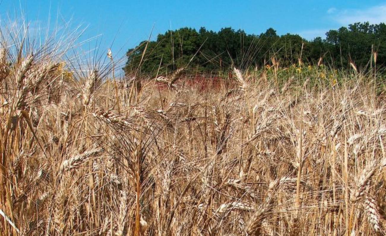 Grano duro sardo e progetto di filiera premiati dal mercato