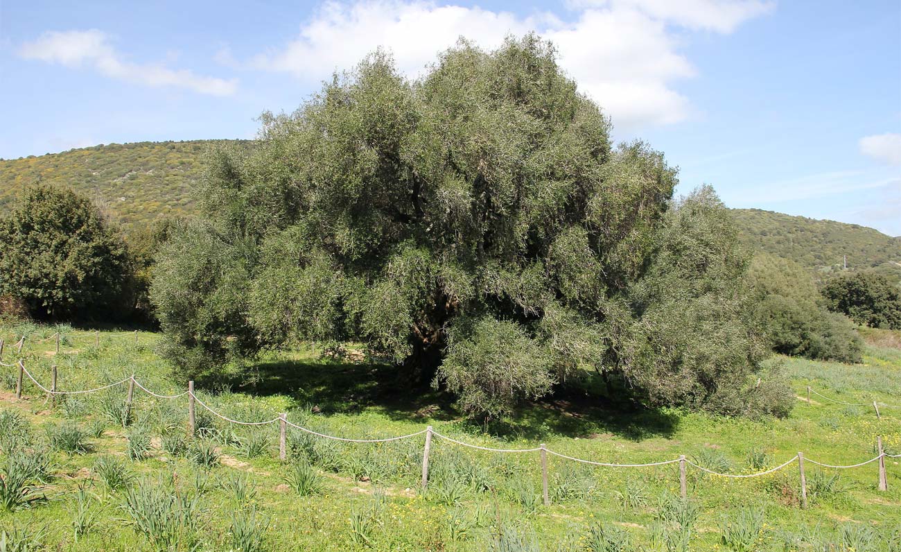 S\'Ozzastru eletto albero monumentale del 2023