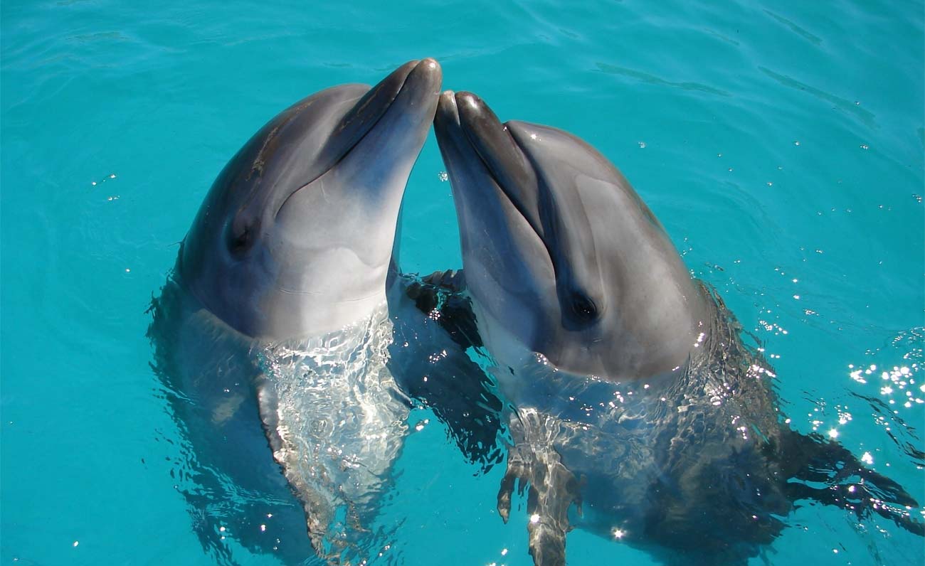 Avvistare i delfini in Gallura? Ecco le zone dove fare escursioni