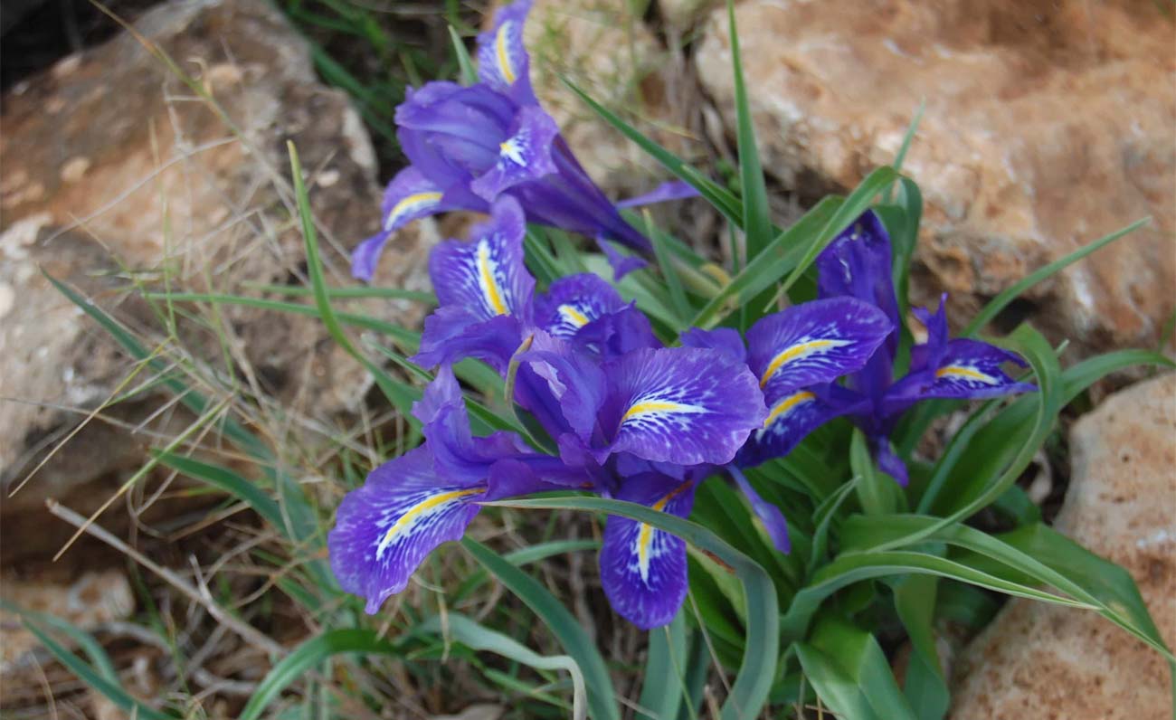Alla scoperta degli Iris della Sella del Diavolo