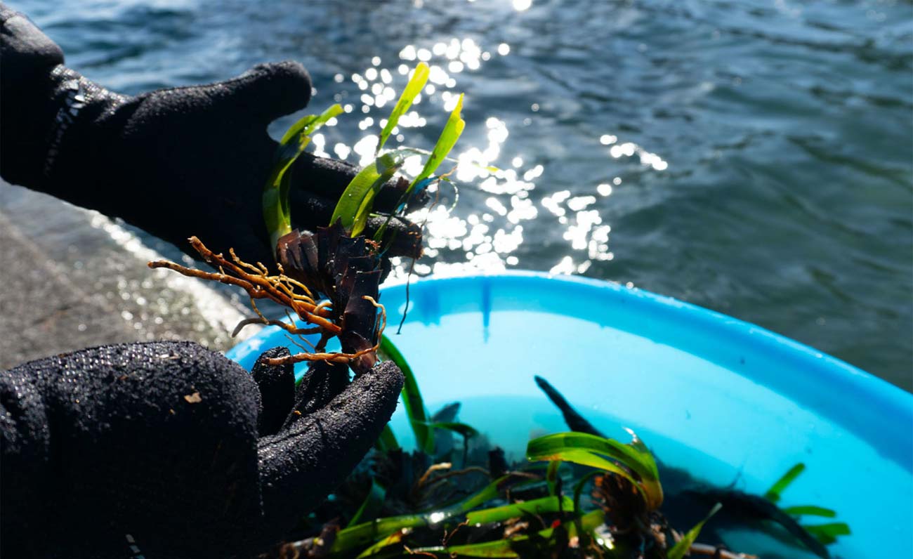 Un anno di traguardi raggiunti: ecco il 2023 di One Ocean Foundation