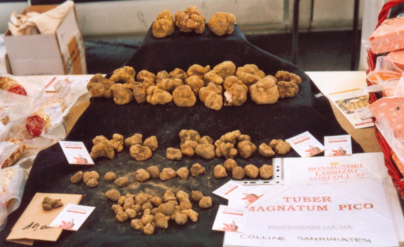 Scoperto nel Sarcidano un esemplare di tartufo bianco